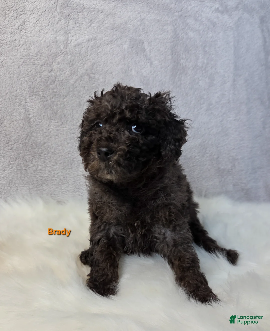 Miniature Poodle dogs for sale: Brady - Ad 4