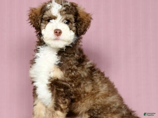 Mini Bernedoodle dogs - Ad 42