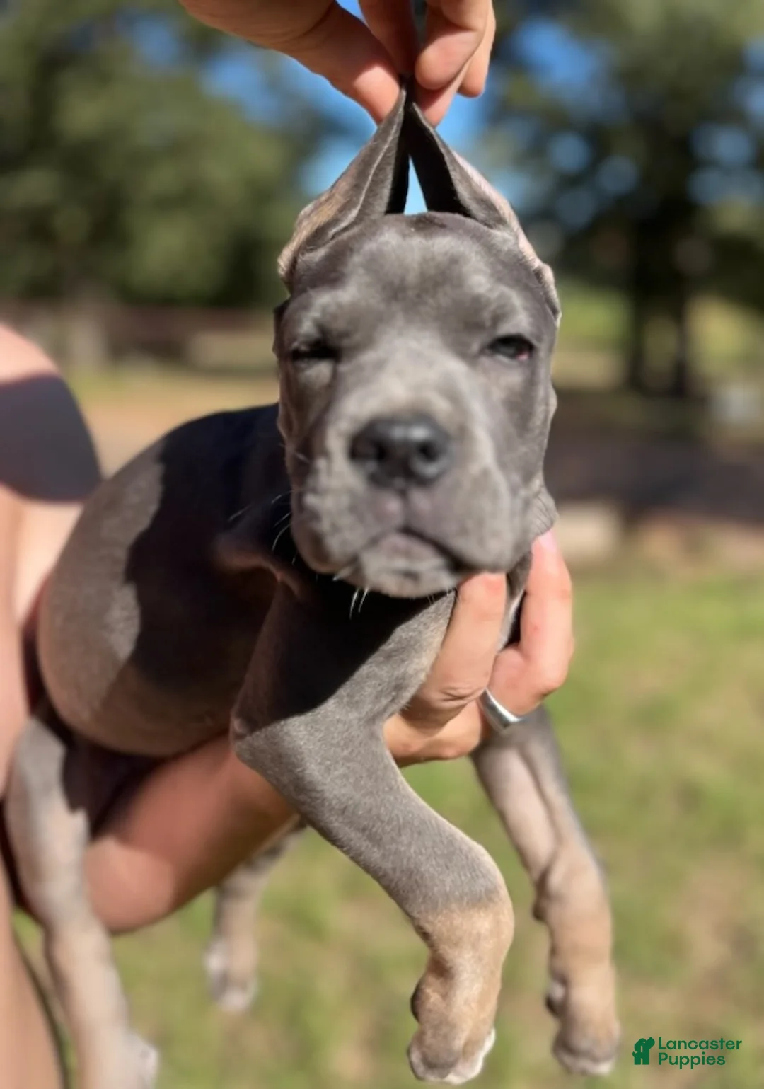 Cane Corso dogs for sale: Girl - Ad 2