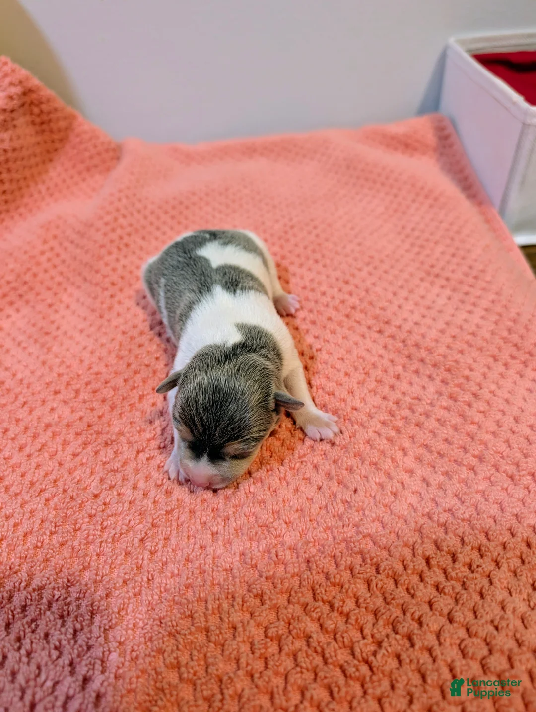 Rat Terrier dogs for sale: Jason - Mini Rat  - Ad 8