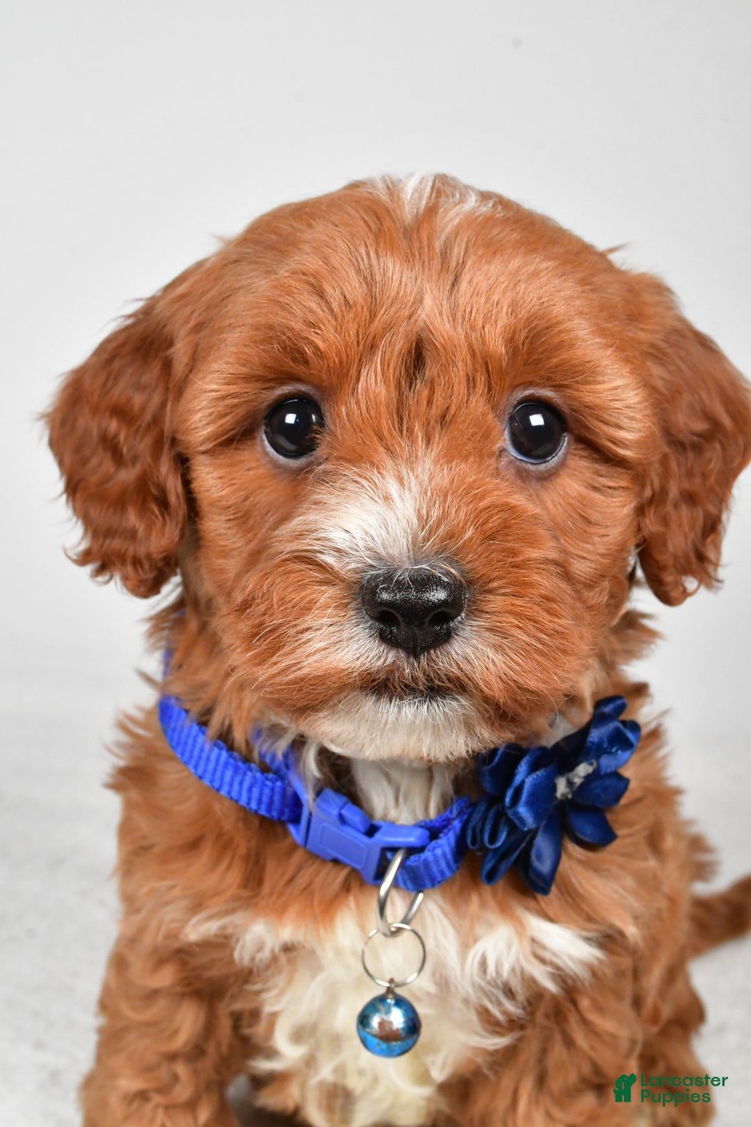 Cavapoo dogs for sale: Tanner - Ad 6