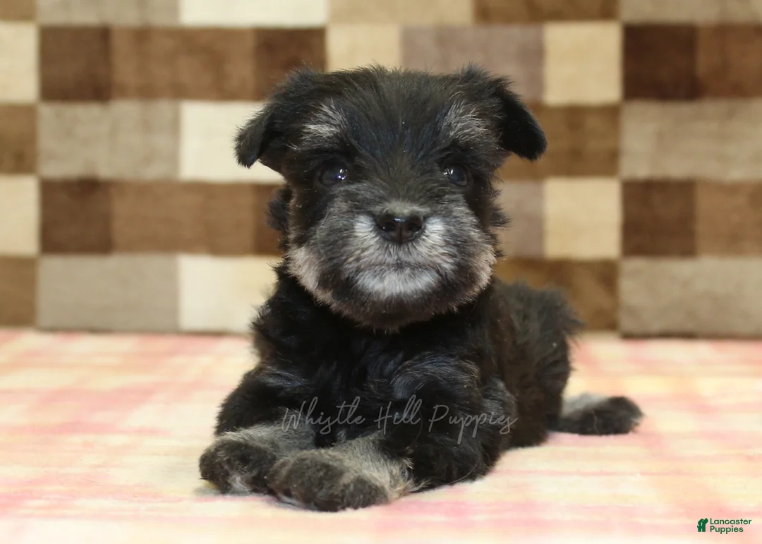 Miniature Schnauzer dogs for sale: Peanut - Ad 2