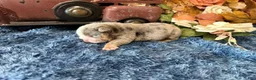 English Bulldog dogs for sale: Lola (lite Merle) - Ad 5