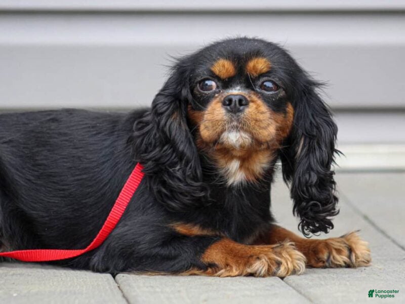 Cavalier King Charles Spaniel dogs Bridget - Ad 1