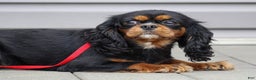 Cavalier King Charles Spaniel dogs for sale: Bridget - Ad 1