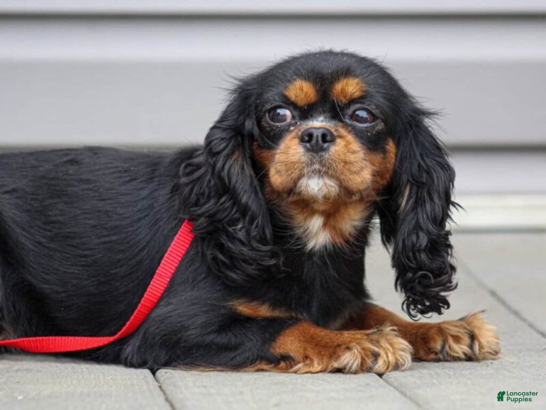 Cavalier King Charles Spaniel dogs for sale: Bridget - Ad 1