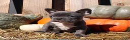 Mixed Breed dogs for sale: Theo - Ad 5