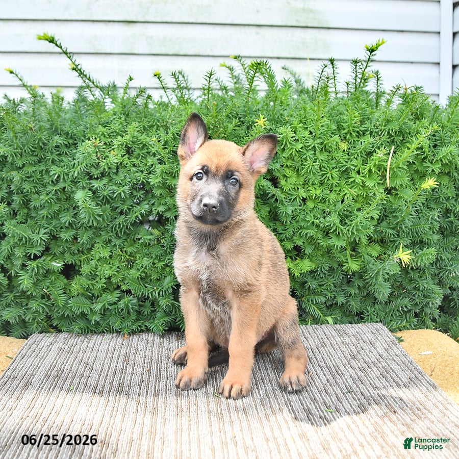 Mixed Breed dogs Adora - Ad 1