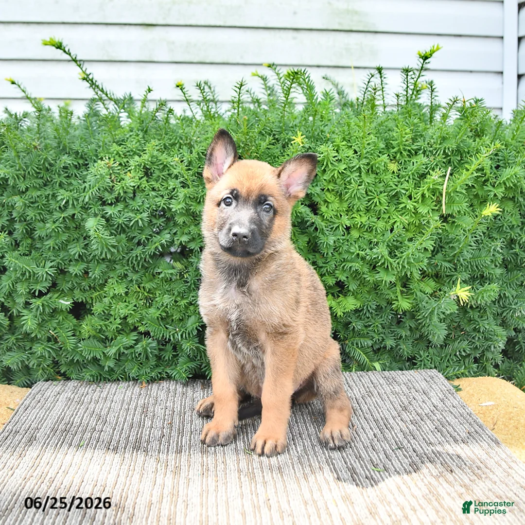 Mixed Breed dogs for sale: Adora - Ad 1