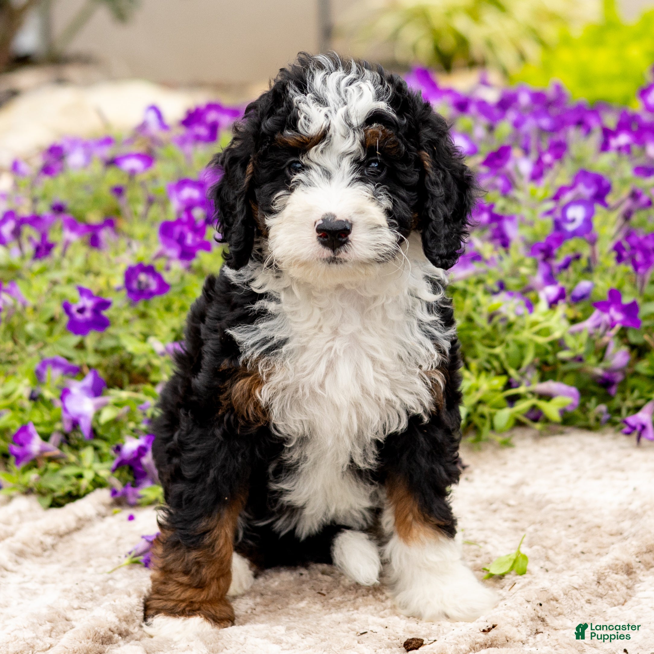 Mini Bernedoodle dogs Daisy - Ad 1