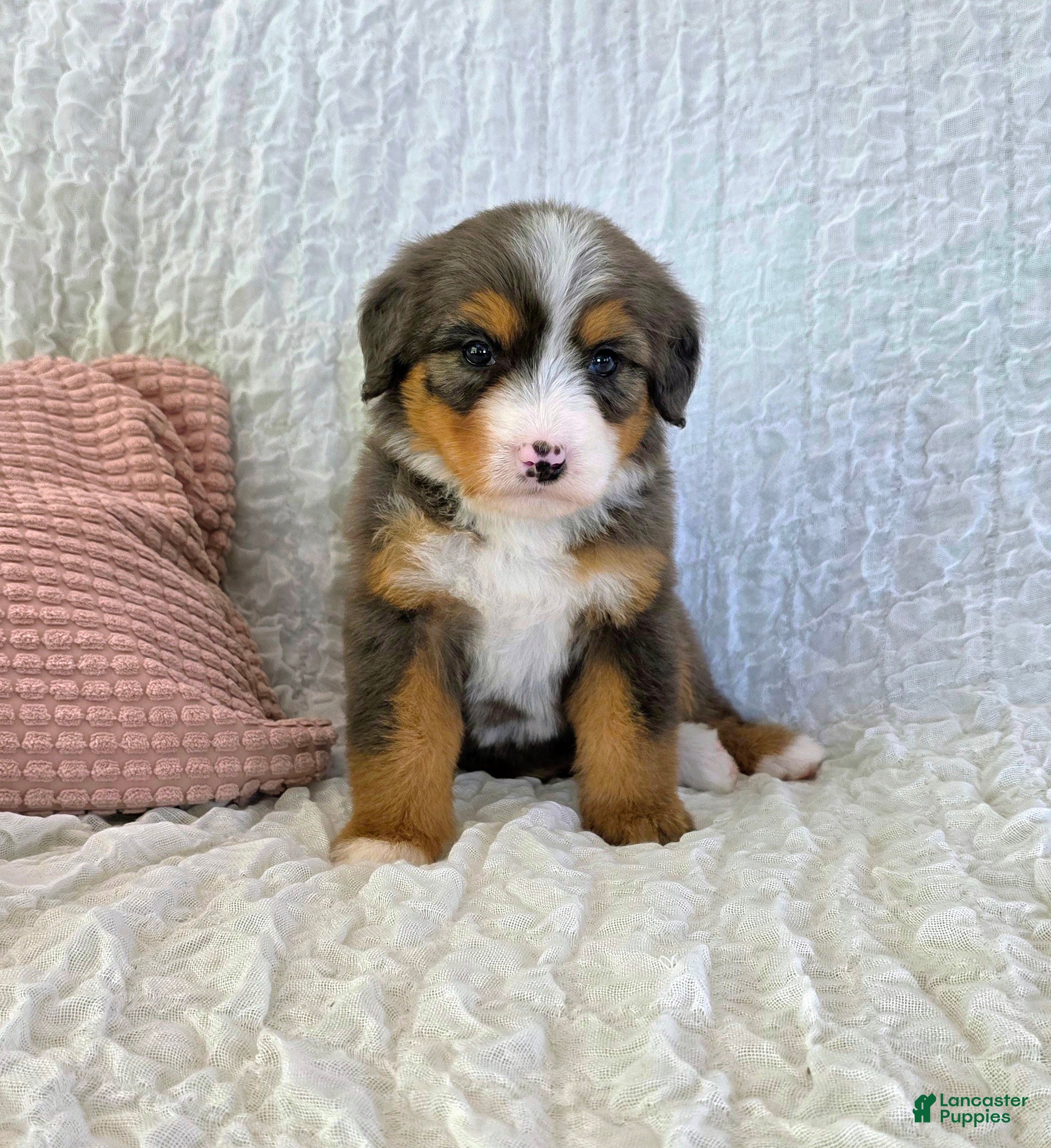 Bernedoodle dogs Pixie - Ad 1