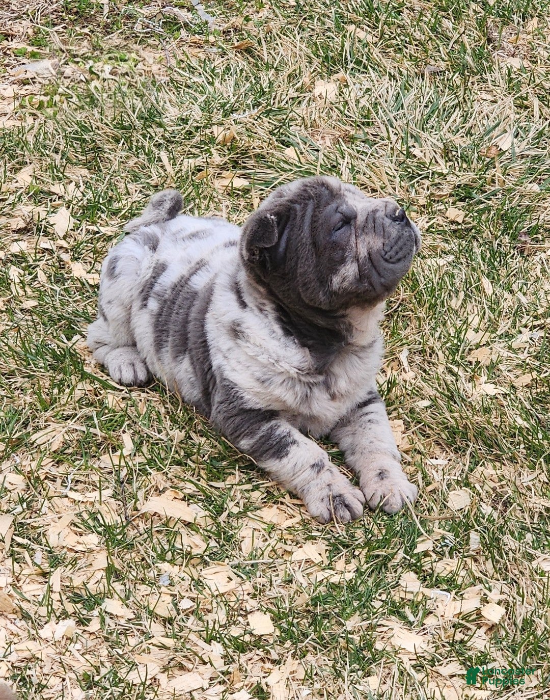 Shar Pei dogs Dazzle blue merle mini  - Ad 2