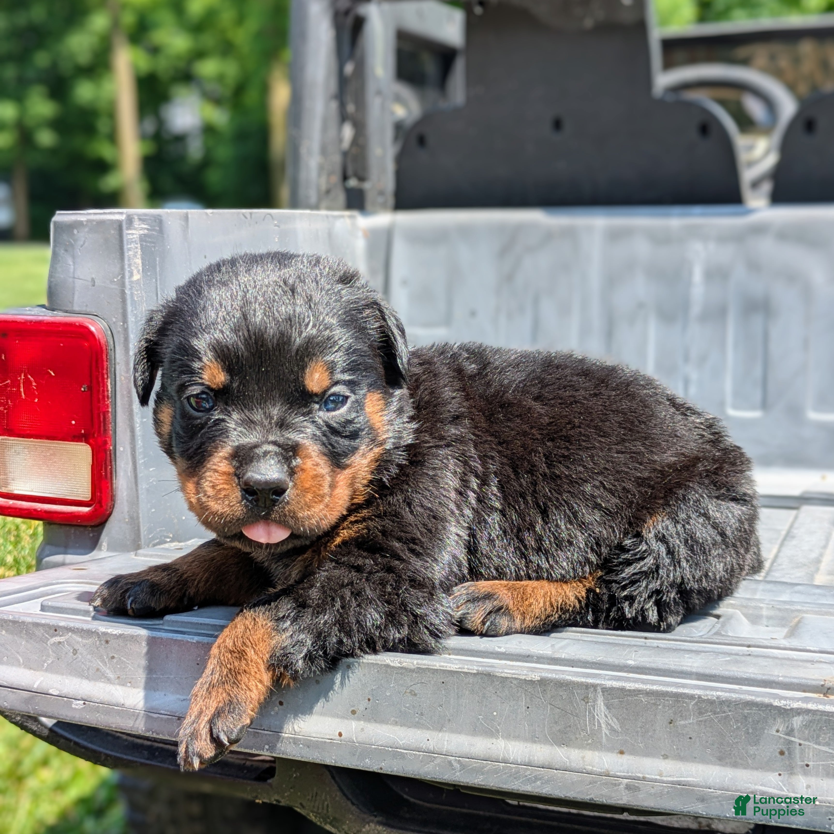 Rottweiler dogs Axel - Ad 1