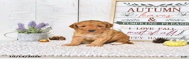Teddy