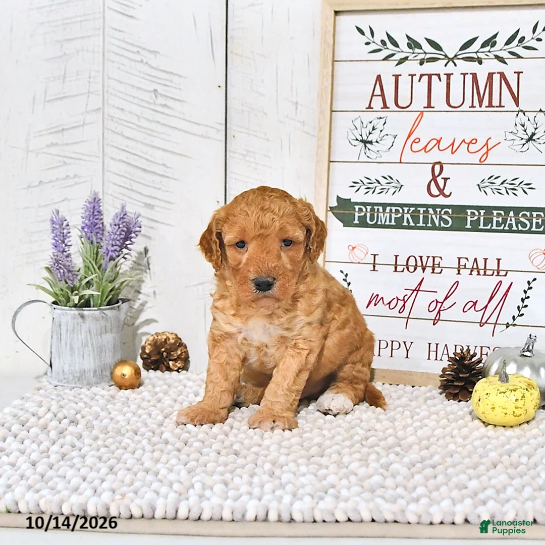Mini Goldendoodle dogs for sale: Teddy - Ad 1