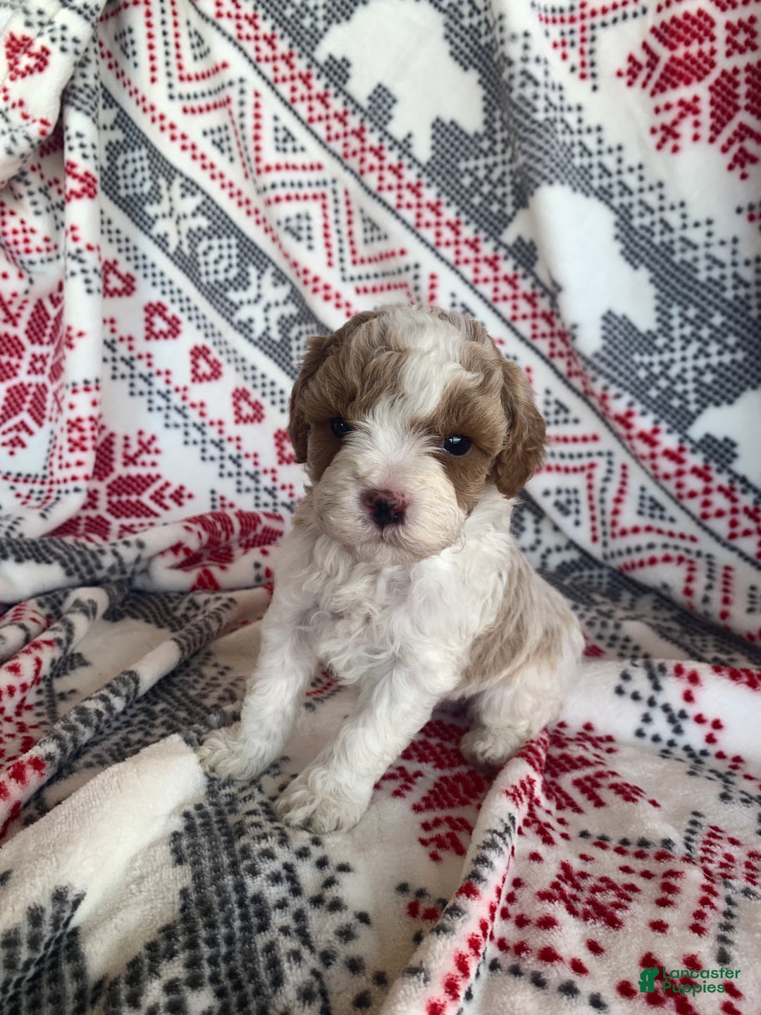 Cavapoo dogs for sale: Frost - Ad 5