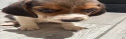 Beagle dogs for sale: Toby - Ad 9