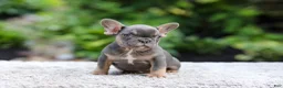 French Bulldog dogs for sale: Elsa - Ad 6