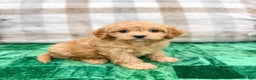 Cavapoo dogs for sale: Champ - Ad 6