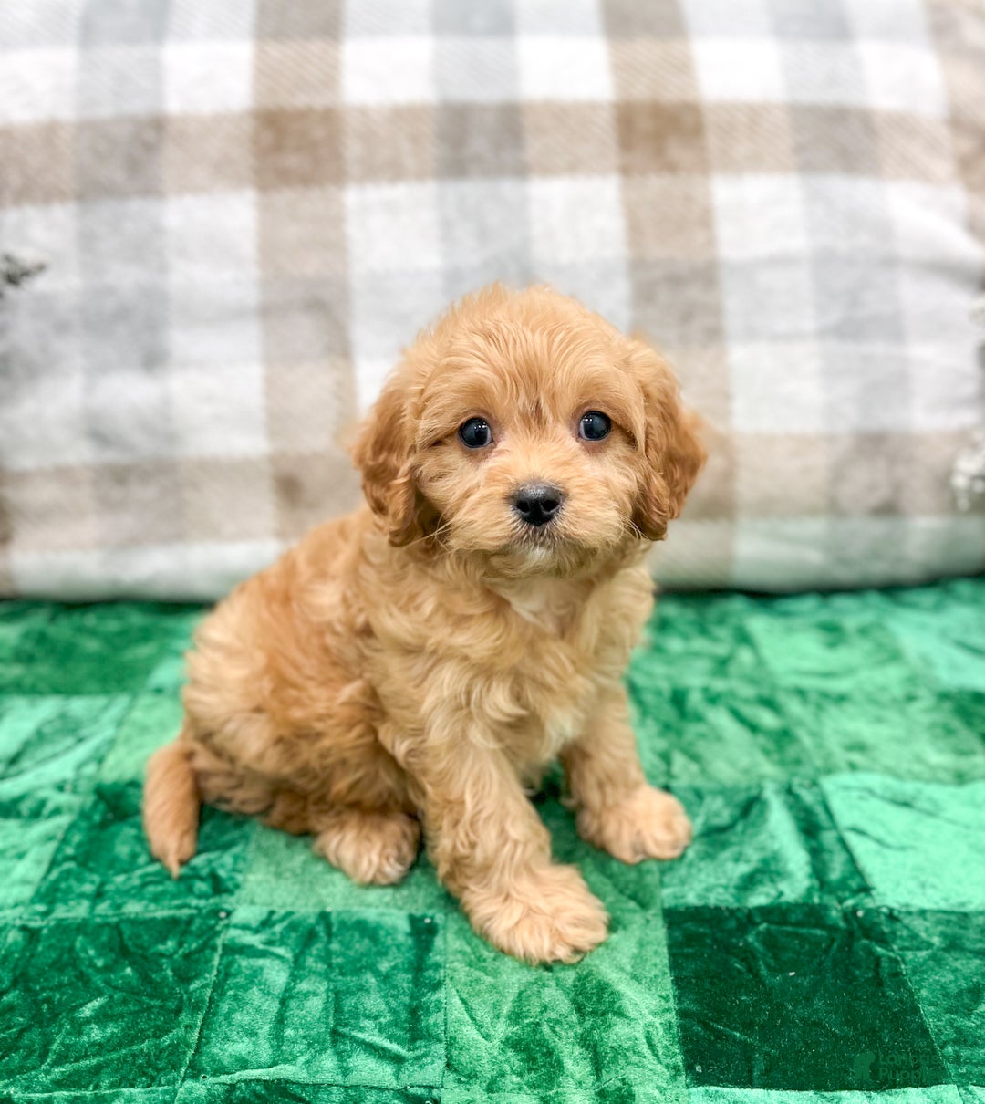 Cavapoo dogs for sale: Champ - Ad 6