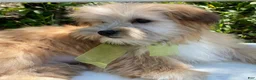 Morkie dogs for sale: Nemo - Ad 3