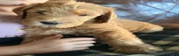 Labradoodle dogs for sale: Fern - Ad 10