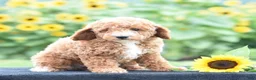 Miniature Poodle dogs for sale: Lexis - Ad 4