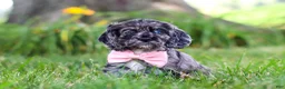 Cocker Spaniel dogs for sale: Gabby - Ad 3