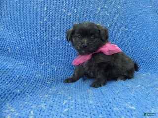 Maltipoo dogs Lora - Ad 7