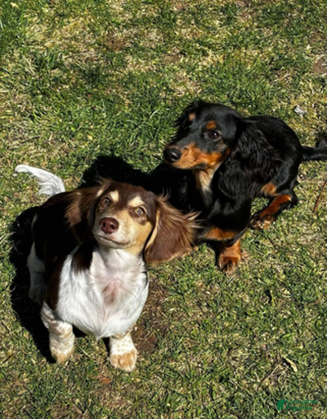 Dachshund dogs for sale: Black n white male - Ad 8