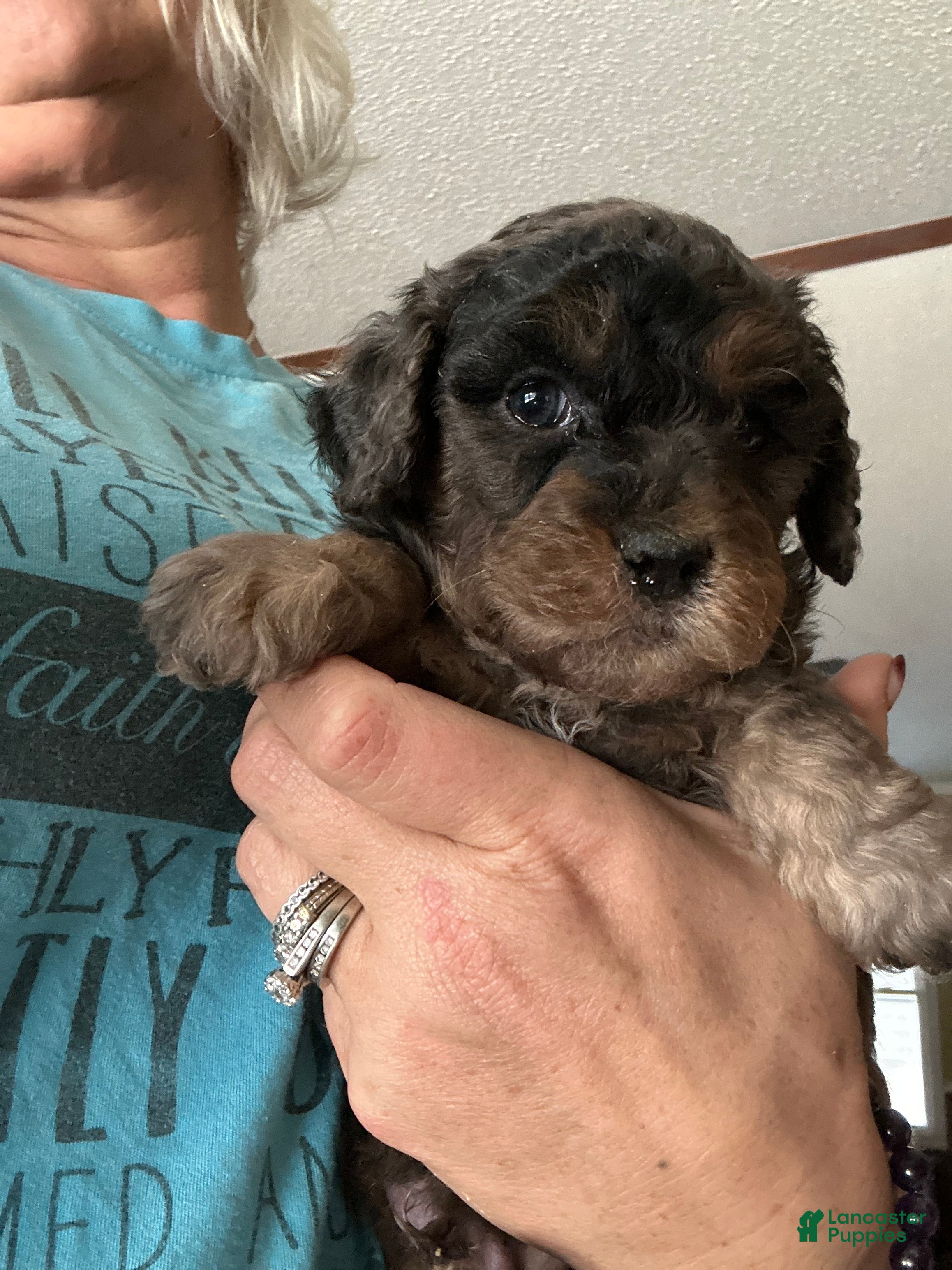 Mini Goldendoodle dogs Spice - Ad 40