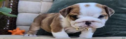 English Bulldog dogs for sale: Diesel - Ad 1