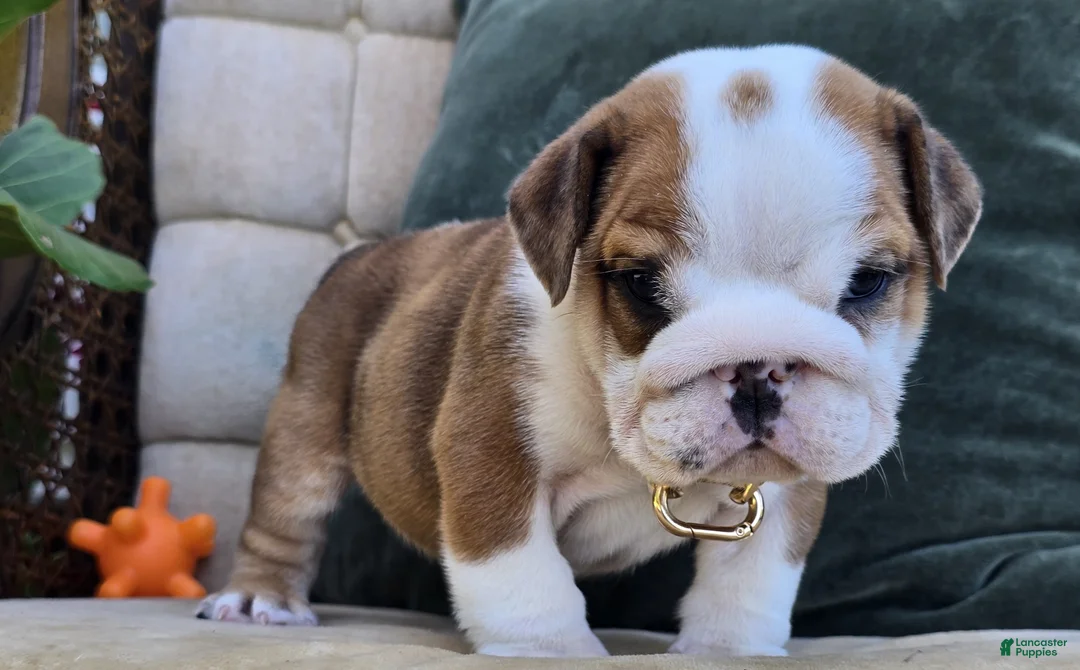 English Bulldog dogs for sale: Diesel - Ad 1