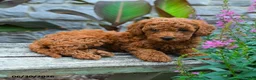 Mini Goldendoodle dogs for sale: Landon - Ad 3