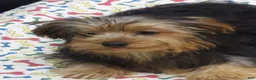 Yorkshire Terrier dogs for sale: Yorkie - Ad 5