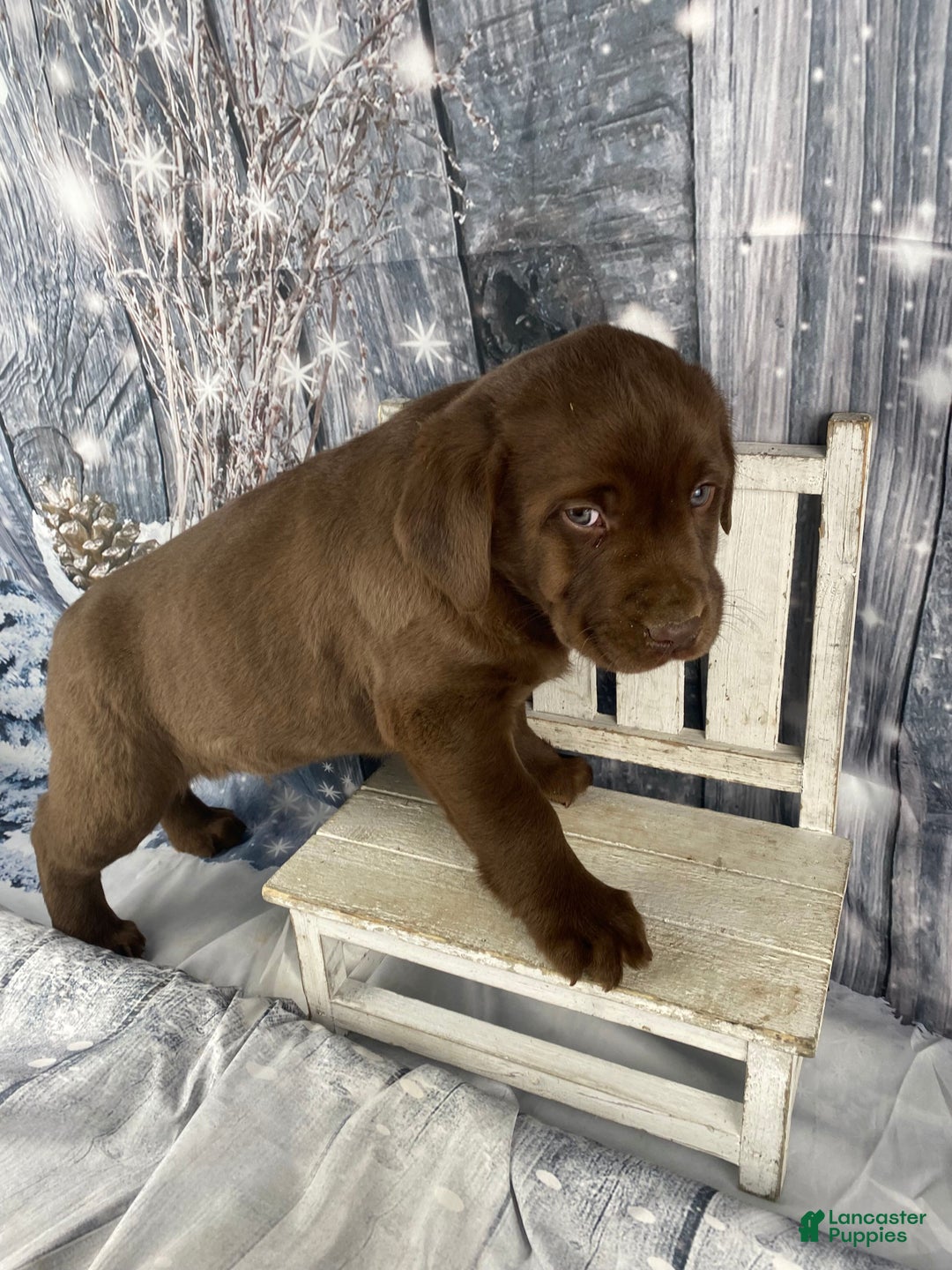 Labrador Retriever dogs for sale: Ace - Ad 6