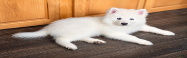 Apollo - Mini Male Pomsky → The Gentle Soul 