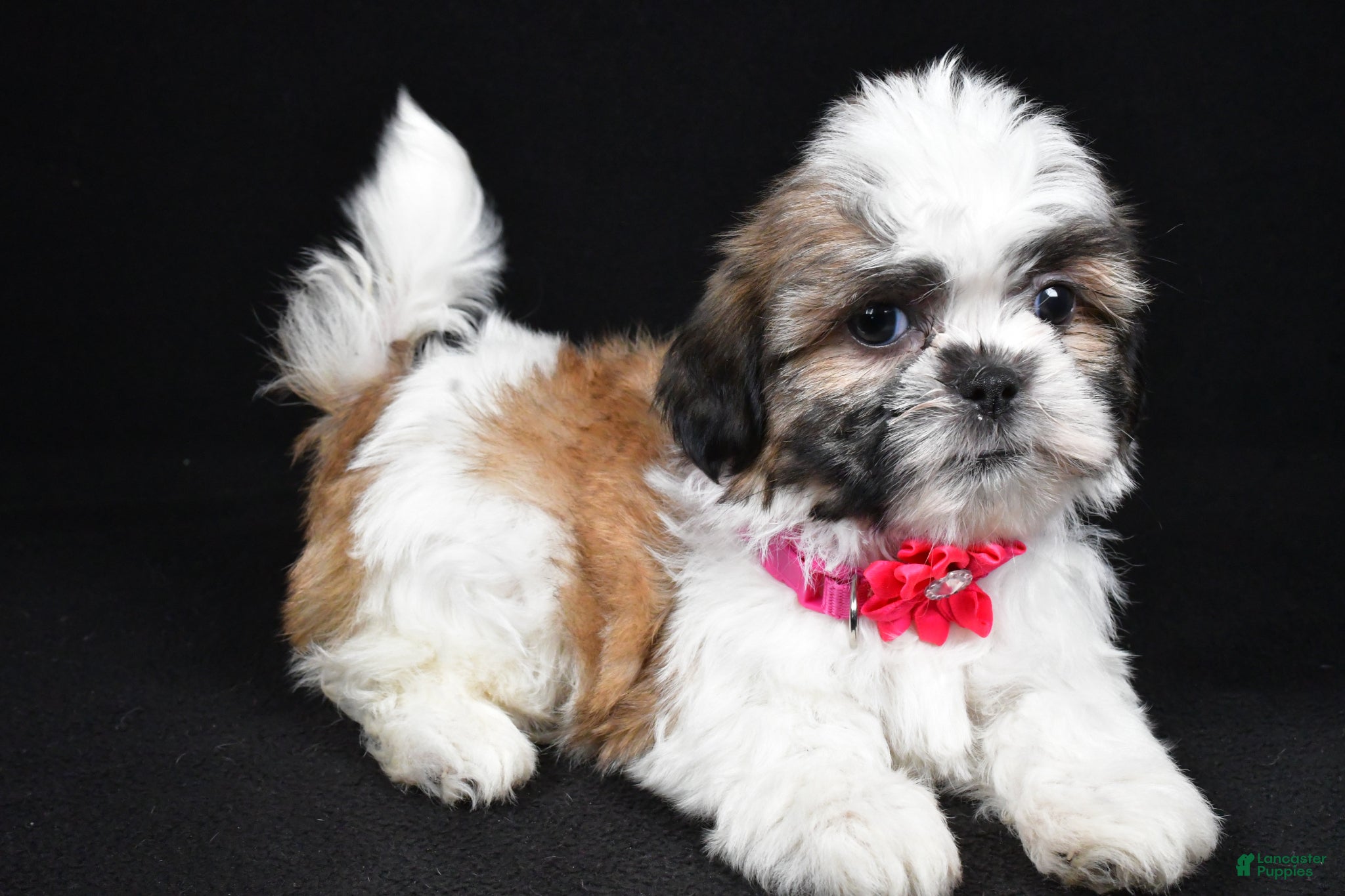 Shih Tzu dogs Indie - Ad 1