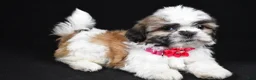 Shih Tzu dogs for sale: Indie - Ad 1