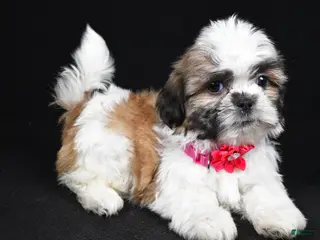 Shih Tzu dogs for sale: Indie - Ad 4