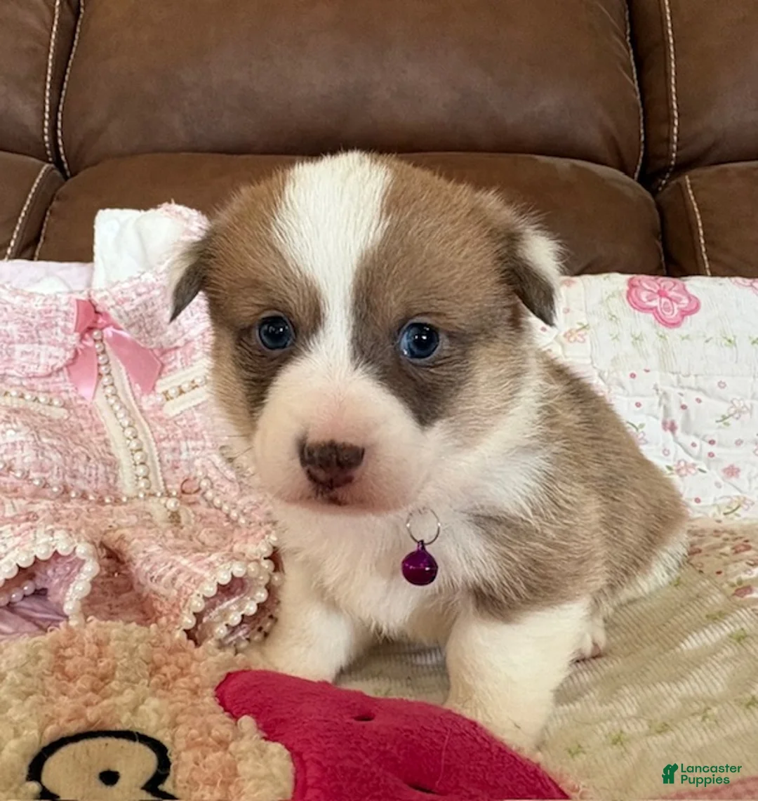 Welsh Corgi Pembroke dogs for sale: Welsh Corgi Pembroke Puppy 5 - Ad 1