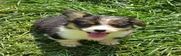 Welsh Corgi Pembroke dogs for sale: Duffy the fluffy - Ad 4