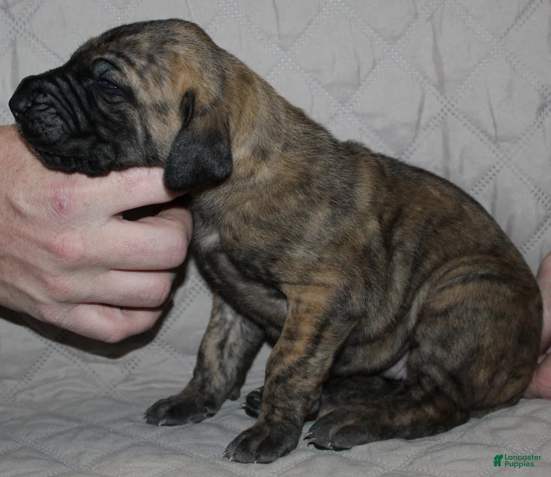 Great Dane dogs for sale: Sierra - Ad 1