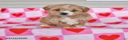 Shihpoo dogs for sale: Karley - Ad 1