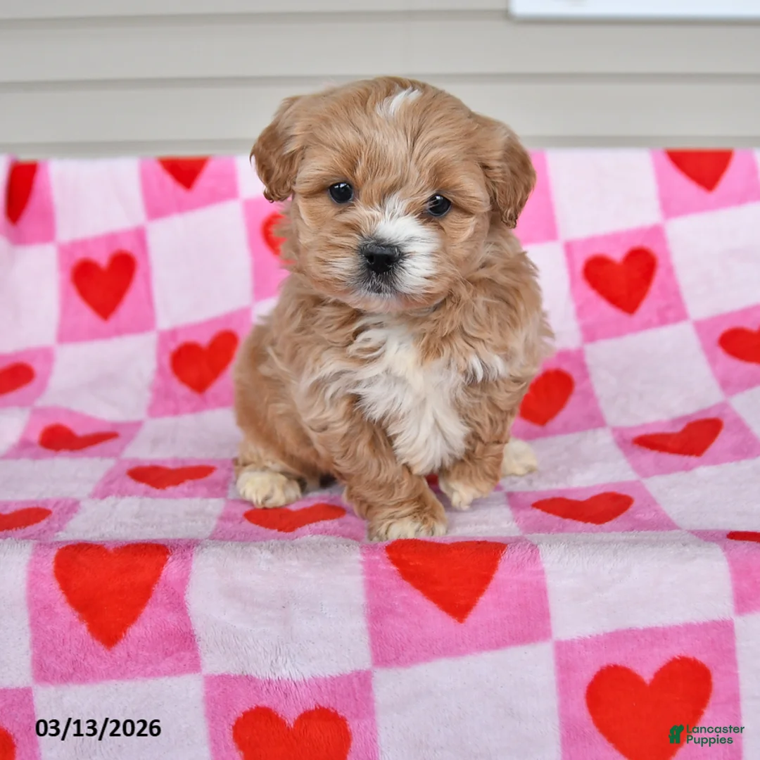 Shihpoo dogs for sale: Karley - Ad 1