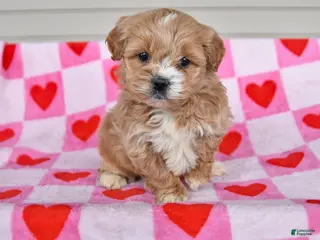 Shihpoo dogs for sale: Karley - Ad 1