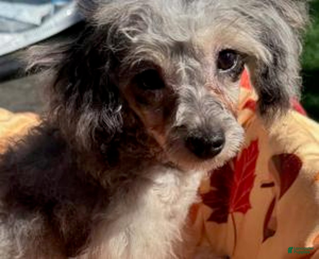 Toy Poodle dogs for sale: Willow - Ad 1