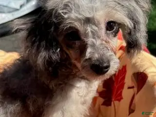 Toy Poodle dogs Willow - Ad 27