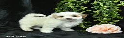 Maltipoo dogs for sale: Henry  - Ad 4