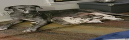 Great Dane dogs for sale: Great Dane 12 - Ad 4